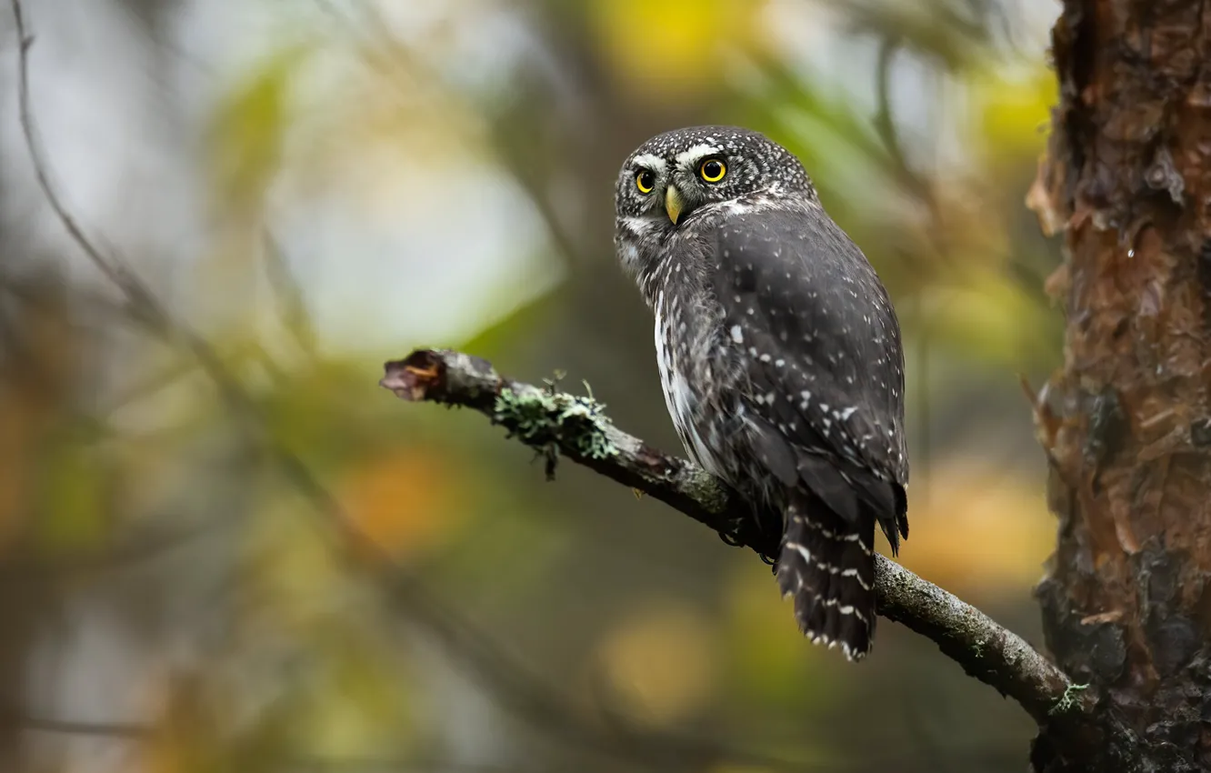 Photo wallpaper autumn, look, trees, branches, nature, owl, bird, foliage