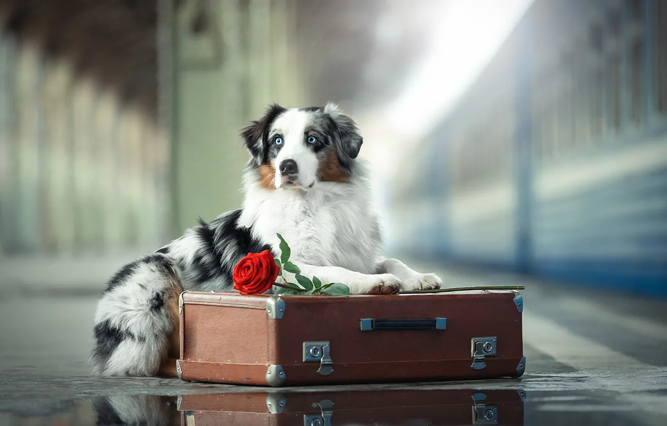 Photo wallpaper flower, rose, dog, the platform, suitcase, Australian shepherd, Aussie, Svetlana Pisareva