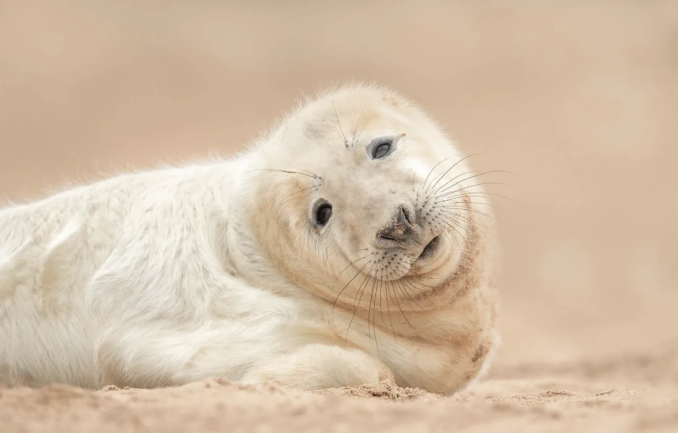 Photo wallpaper sand, look, background, seal, cub, pup