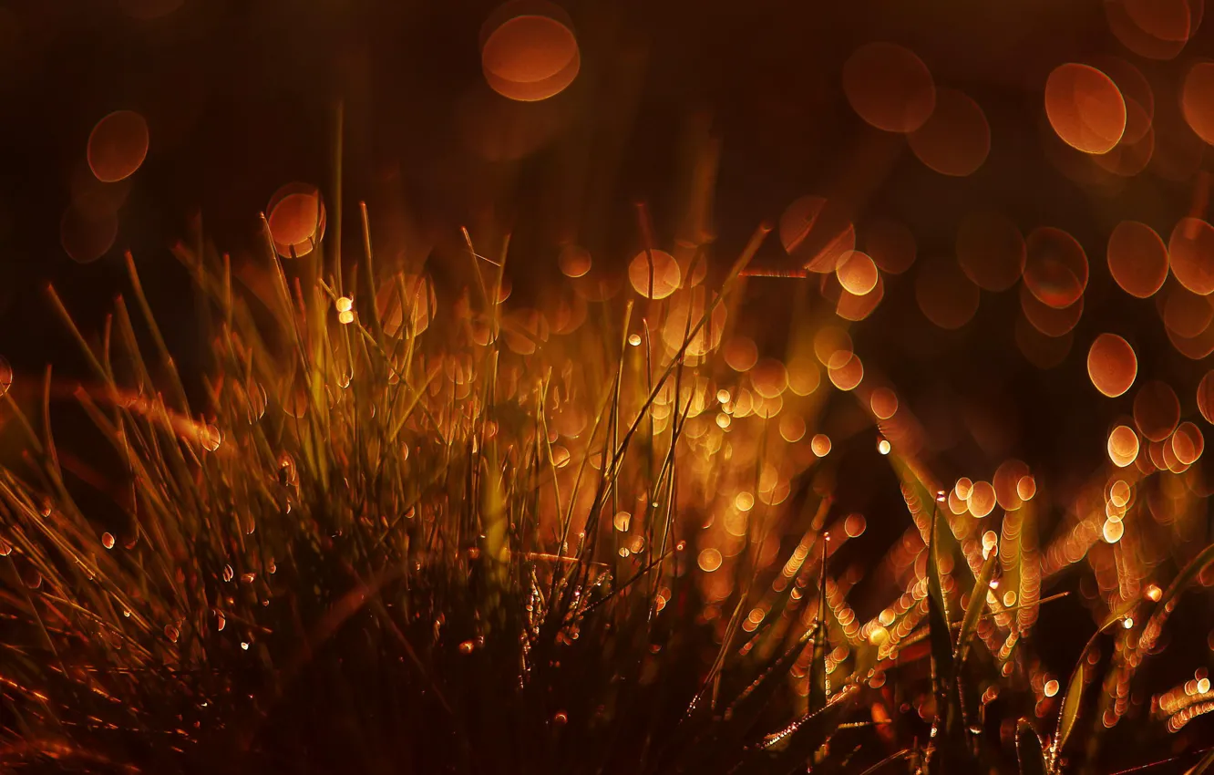 Photo wallpaper grass, macro, glare, bokeh