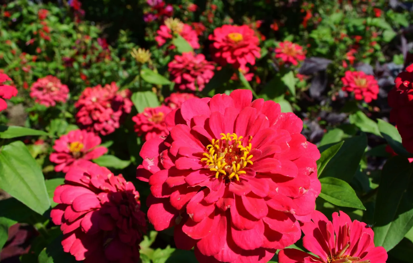 Photo wallpaper red, flowerbed, zinnia
