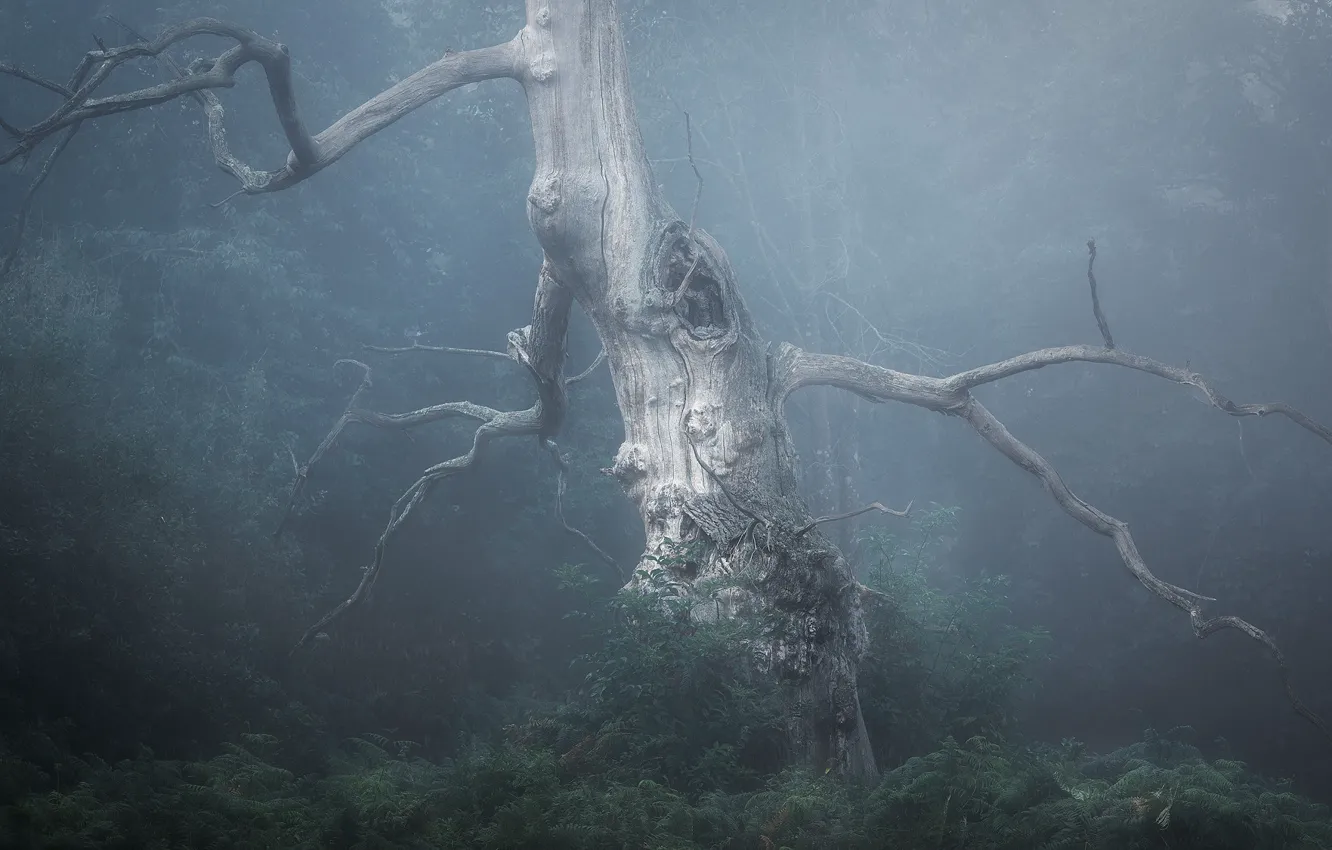 Photo wallpaper forest, trees, branches, fog