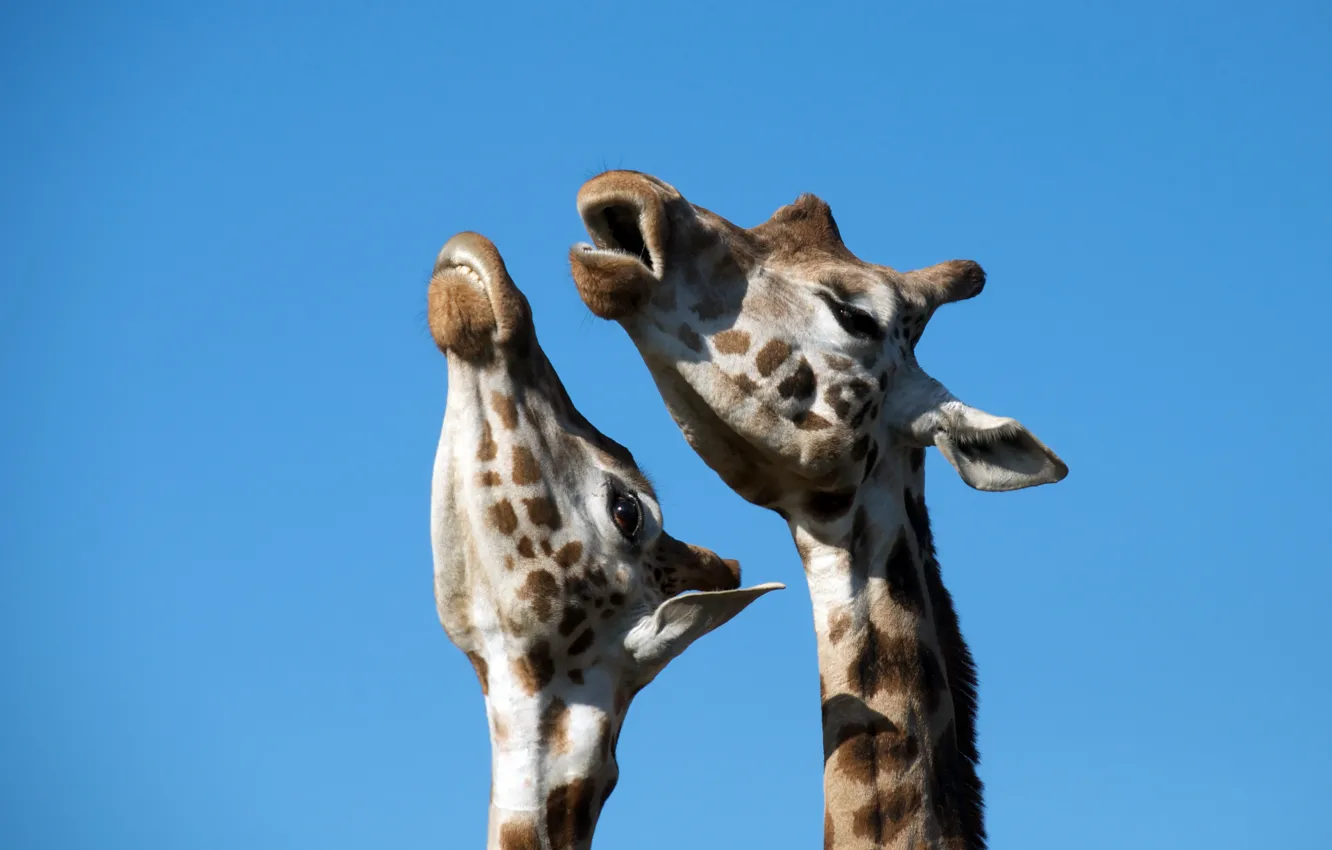 Photo wallpaper giraffes, Duo, song