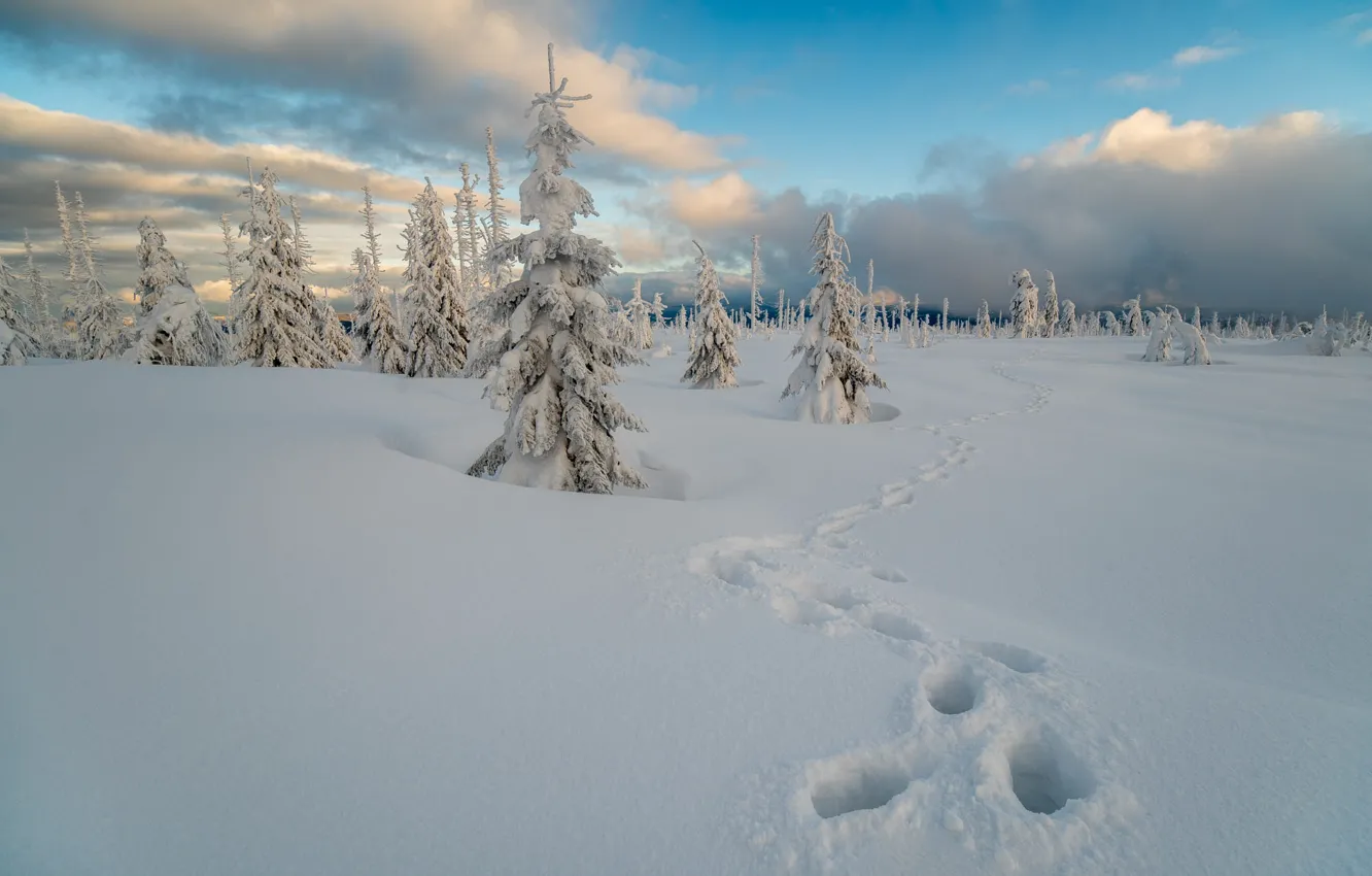 Photo wallpaper winter, field, forest, the sky, clouds, snow, traces, herringbone