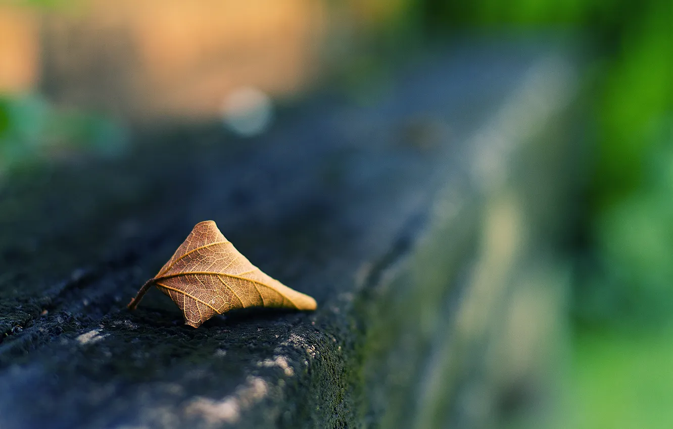 Photo wallpaper autumn, leaves, macro, Dry