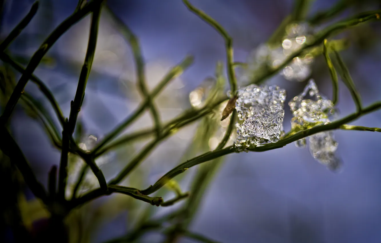 Photo wallpaper winter, grass, macro, ice