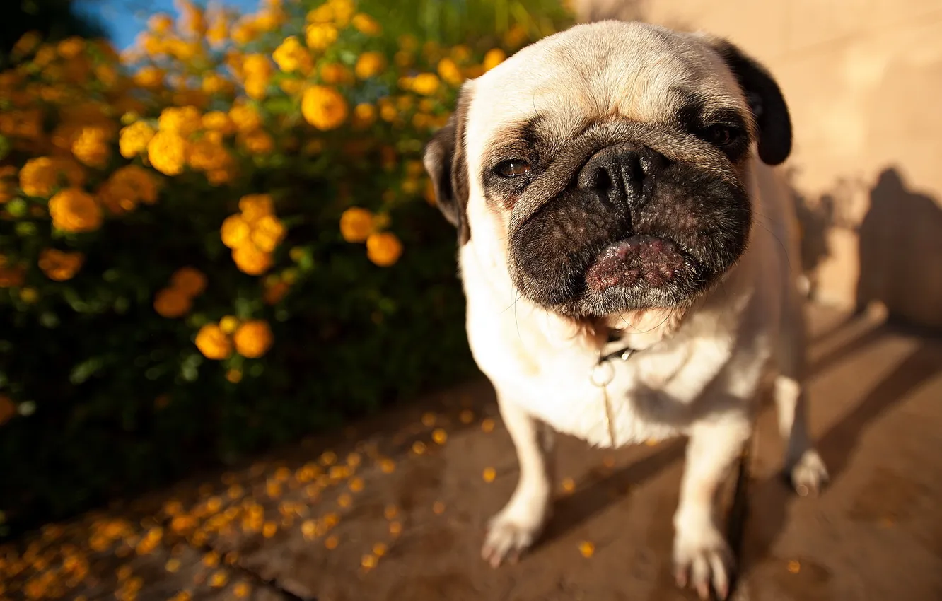 Photo wallpaper look, dog, pug