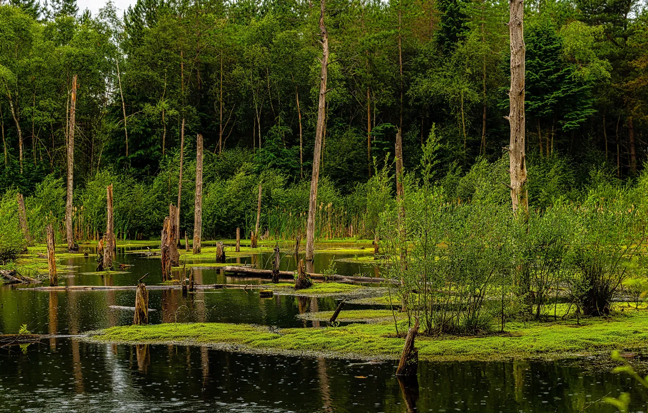 Photo wallpaper greens, forest, trees, shore, swamp, pond, shrub, Dry