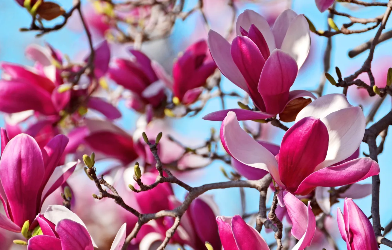 Photo wallpaper trees, branches, Magnolia