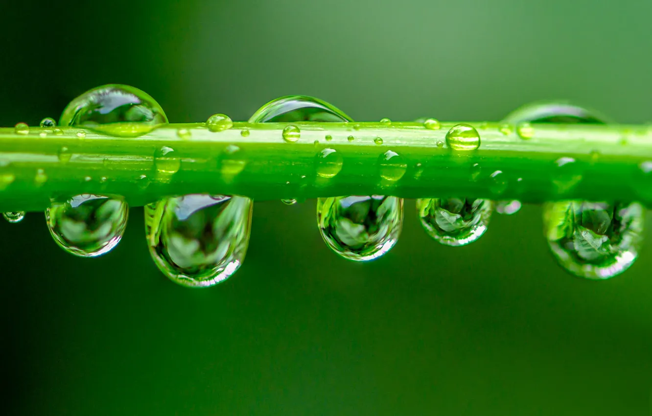 Photo wallpaper drops, background, a blade of grass, Fleur Walton