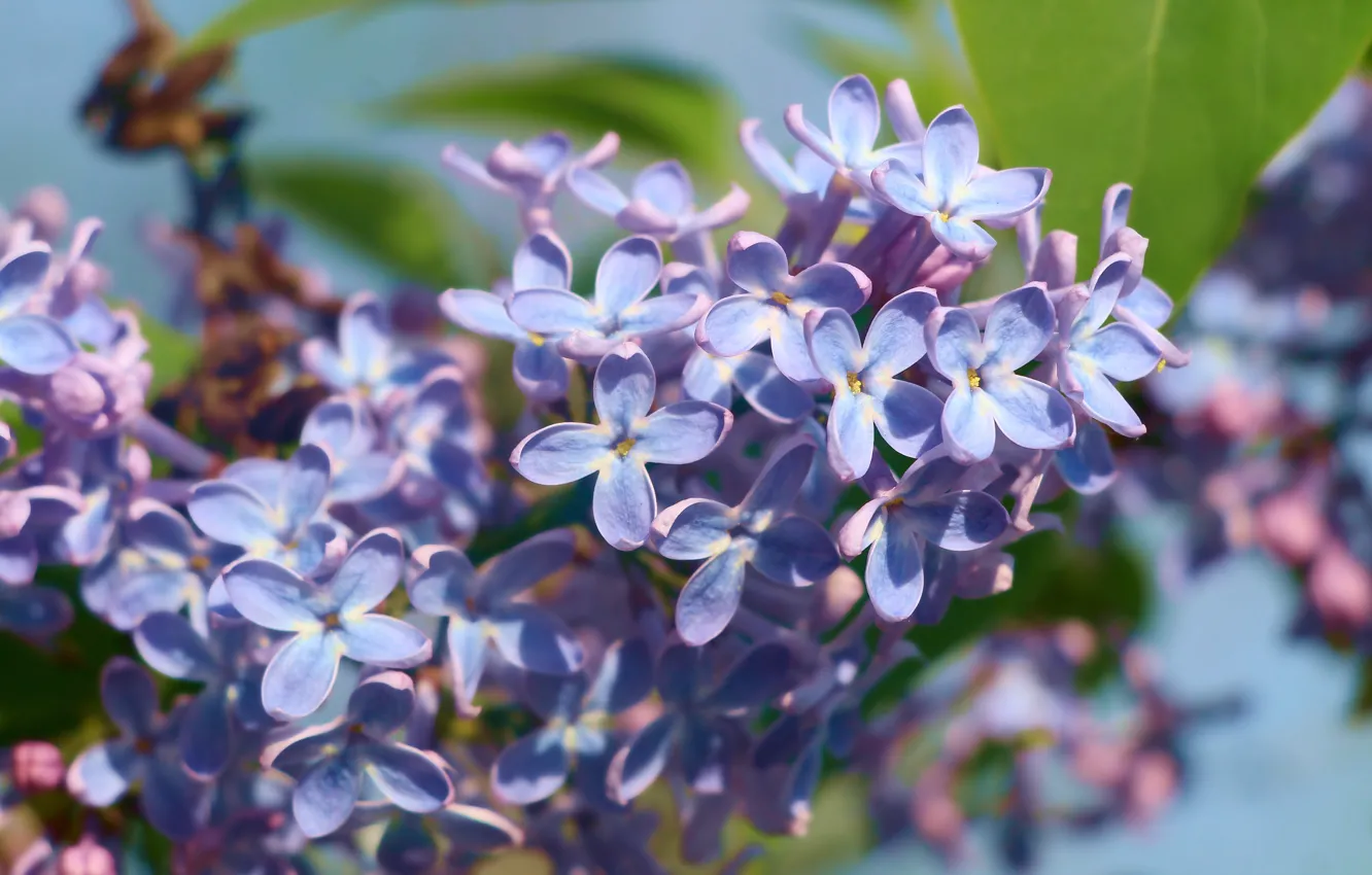 Photo wallpaper flower, spring, lilac, blooming