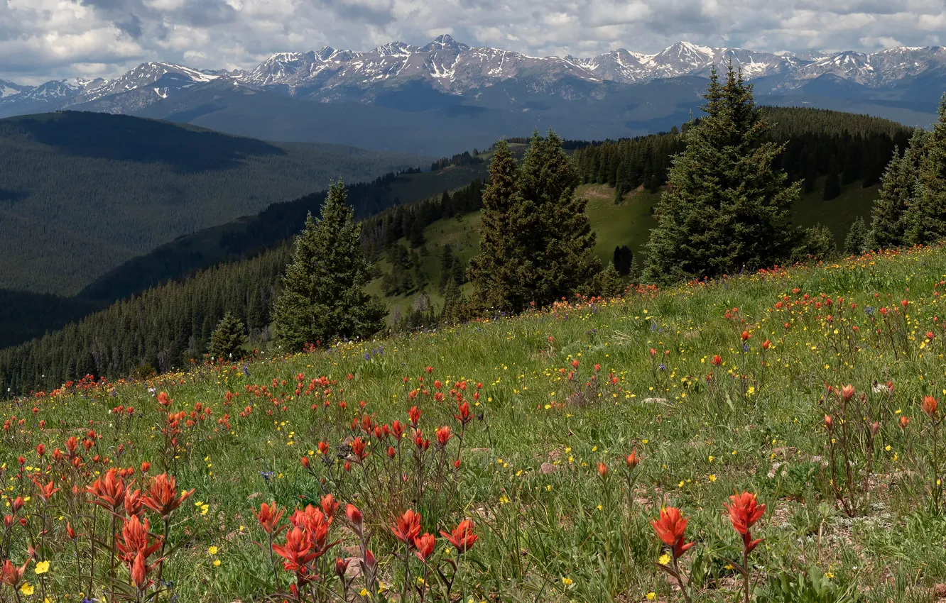 Photo wallpaper greens, field, forest, summer, grass, clouds, flowers, mountains