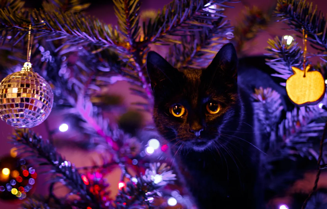 Photo wallpaper eyes, cat, black, toys, tree