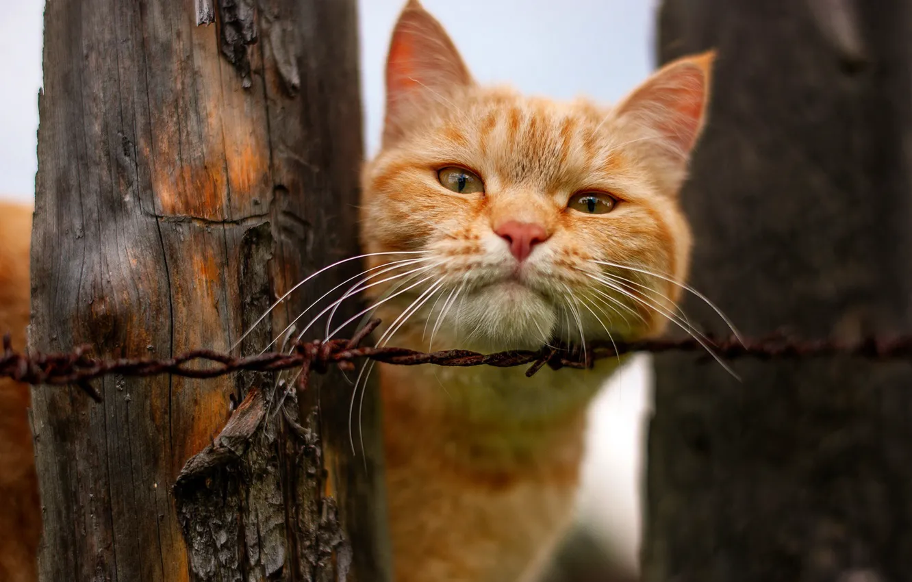 Photo wallpaper red, mustache, look, cat, portrait, pose, wire, the fence