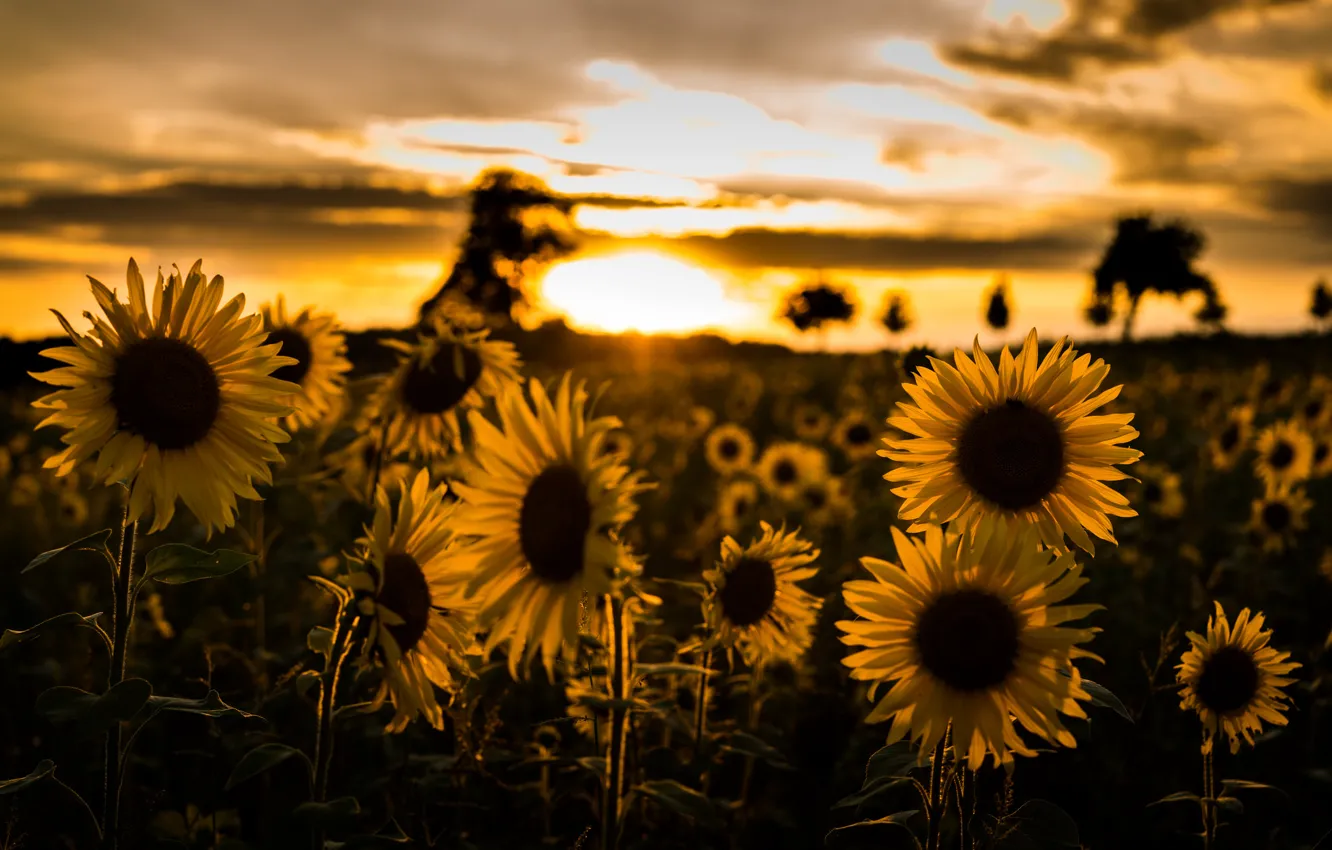 Photo wallpaper the sky, sunflowers, sunset, nature