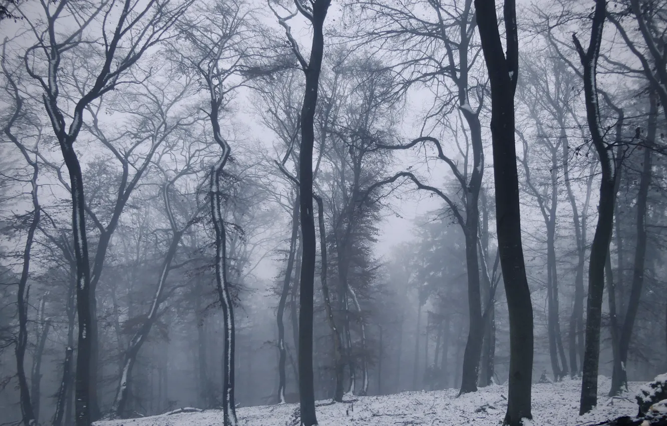 Photo wallpaper winter, forest, snow, trees, nature, fog, Germany, Germany