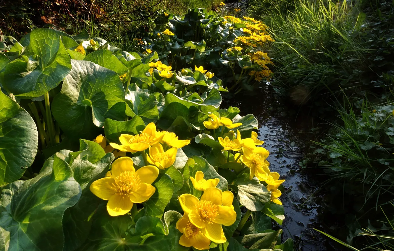 Photo wallpaper summer, grass, flowers, nature, stream