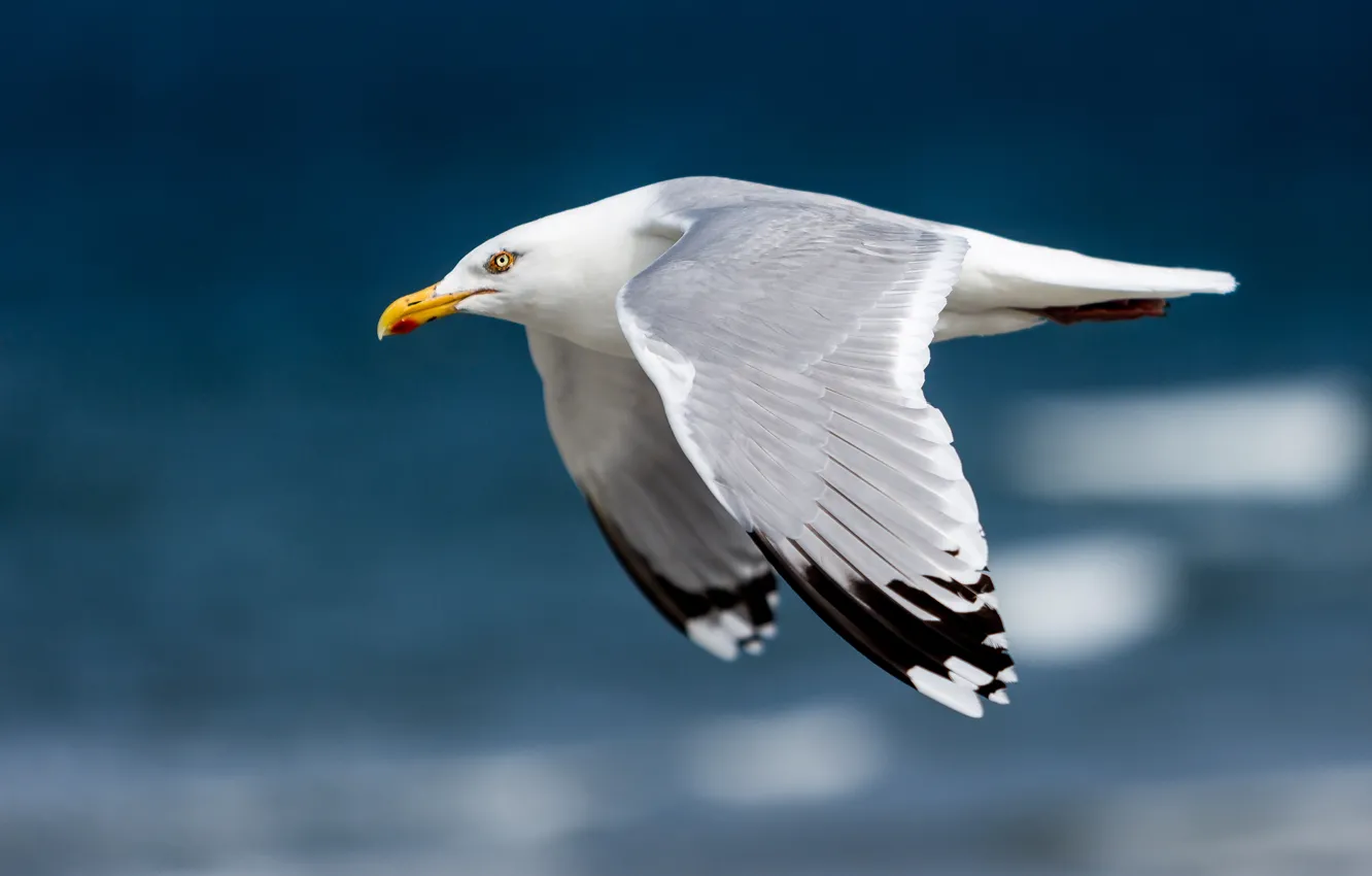 Photo wallpaper white, flight, bird, height, seagulls, wings, pond, blue background
