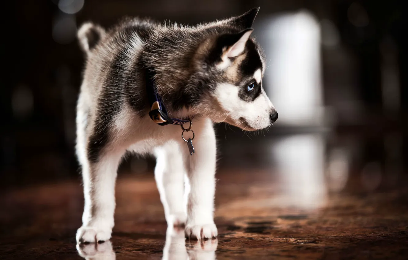 Photo wallpaper puppy, collar, husky, husky