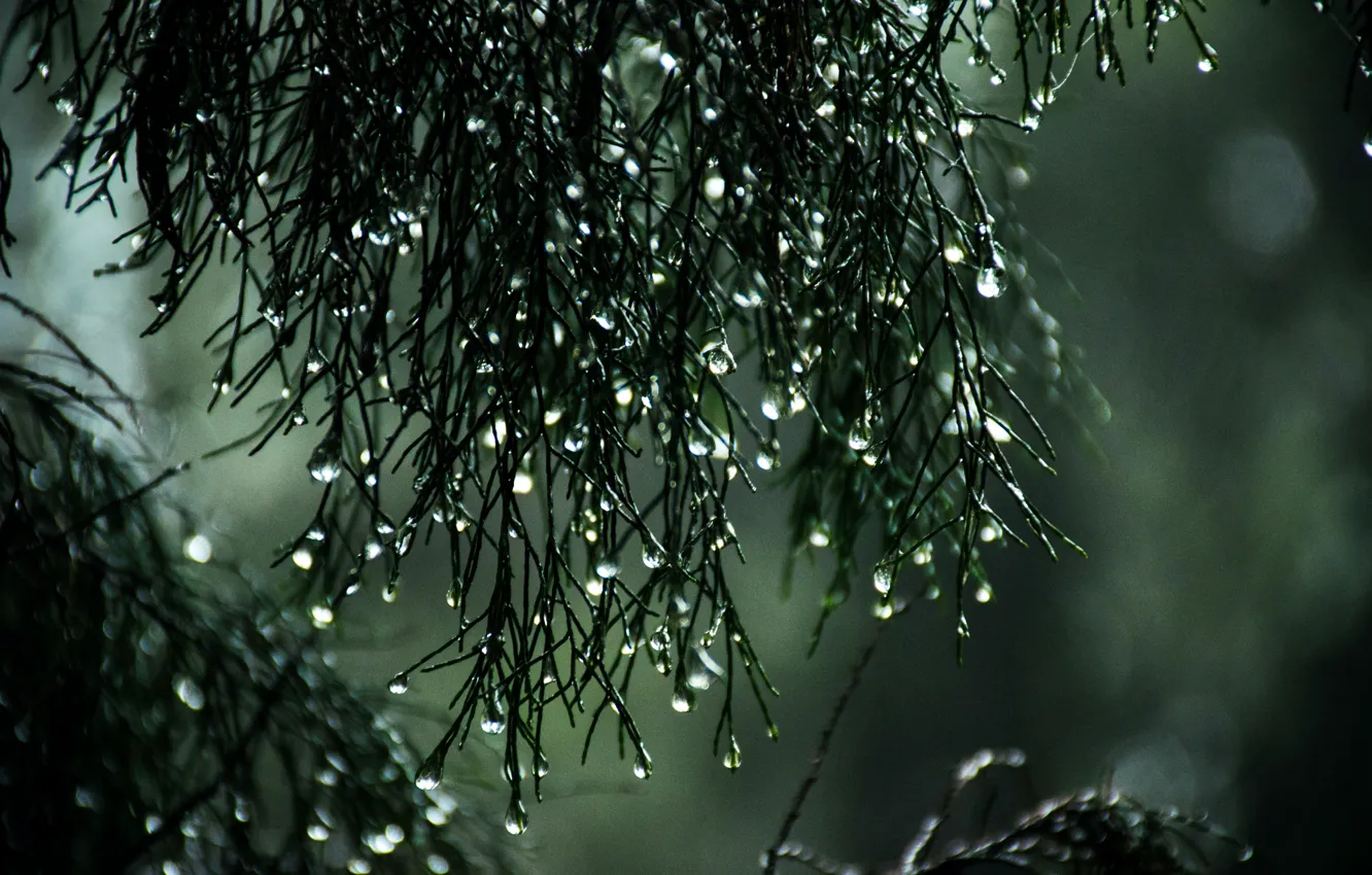 Photo wallpaper water drops, water drops, tree branch, blurred background, blurred background, tree branch, Sitthan Kutty