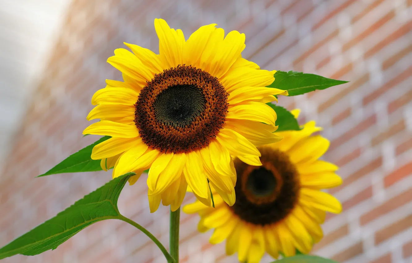 Photo wallpaper Flower, Yellow, Sunflower