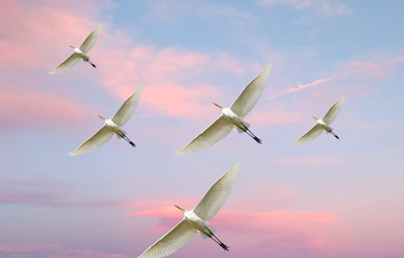 Photo wallpaper flying, pinky sky, thorks