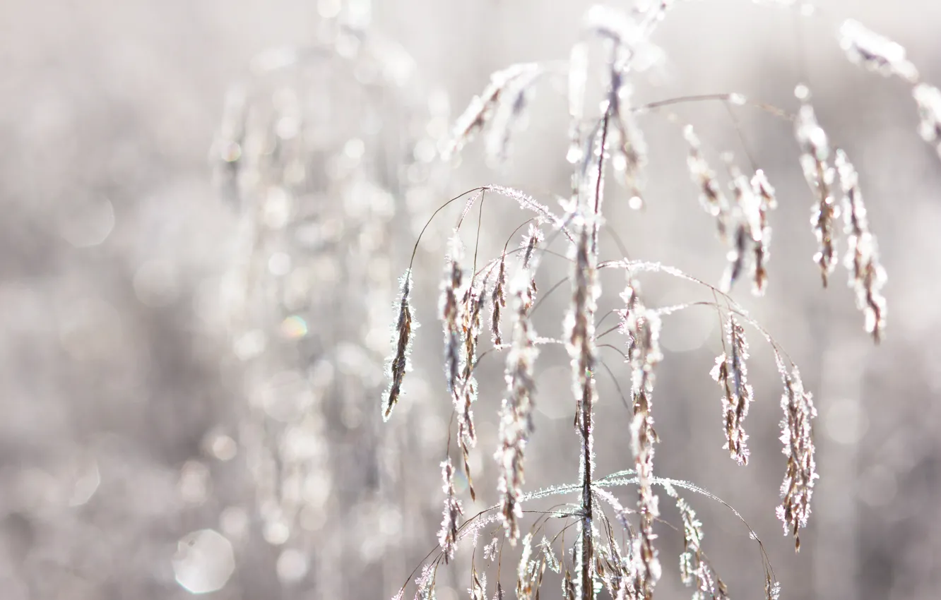 Photo wallpaper frost, autumn, grass, morning, frost