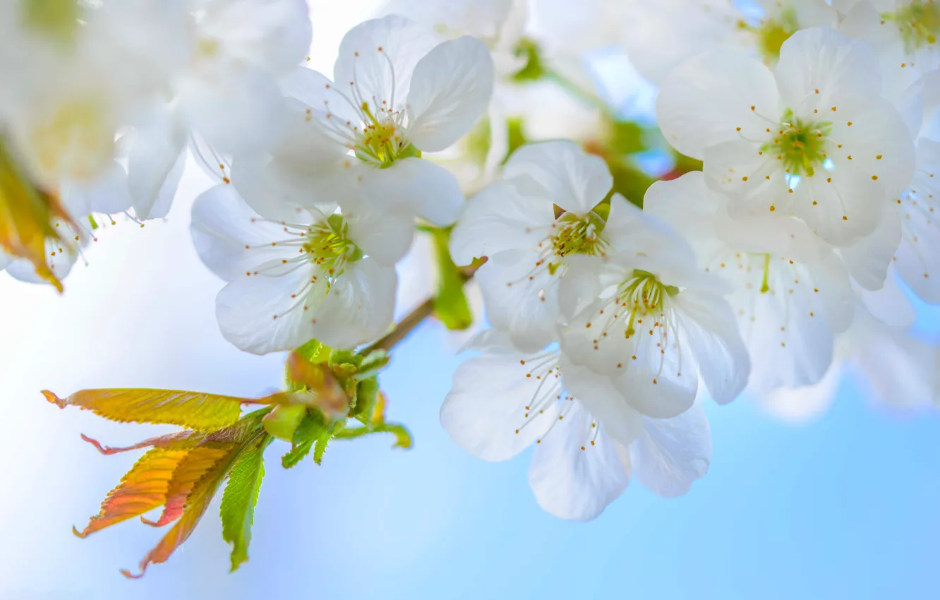 Photo wallpaper macro, flowers, branches, cherry, spring, flowering