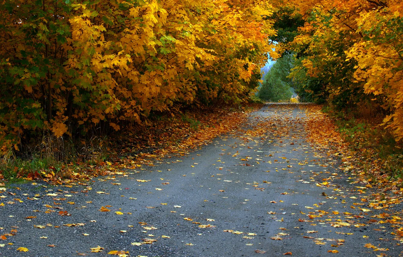 Photo wallpaper road, autumn, leaves, trees, foliage