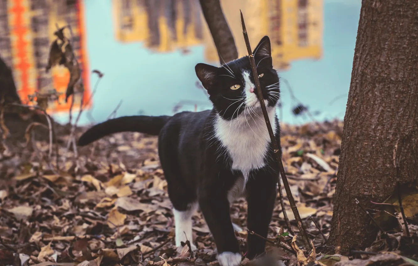 Photo wallpaper cat, Koshak, walk, Tomcat