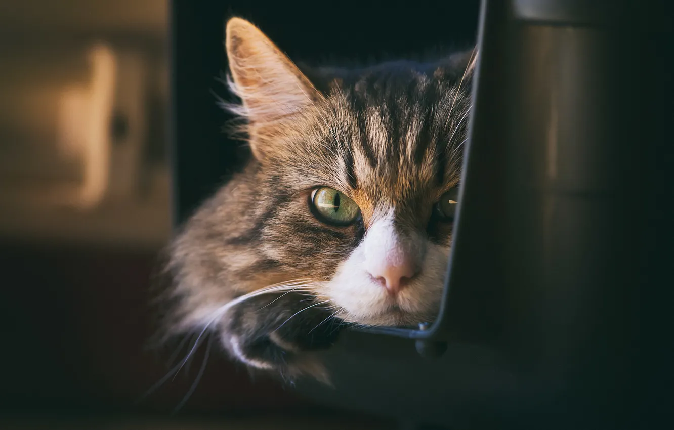 Photo wallpaper cat, eyes, cat, wool