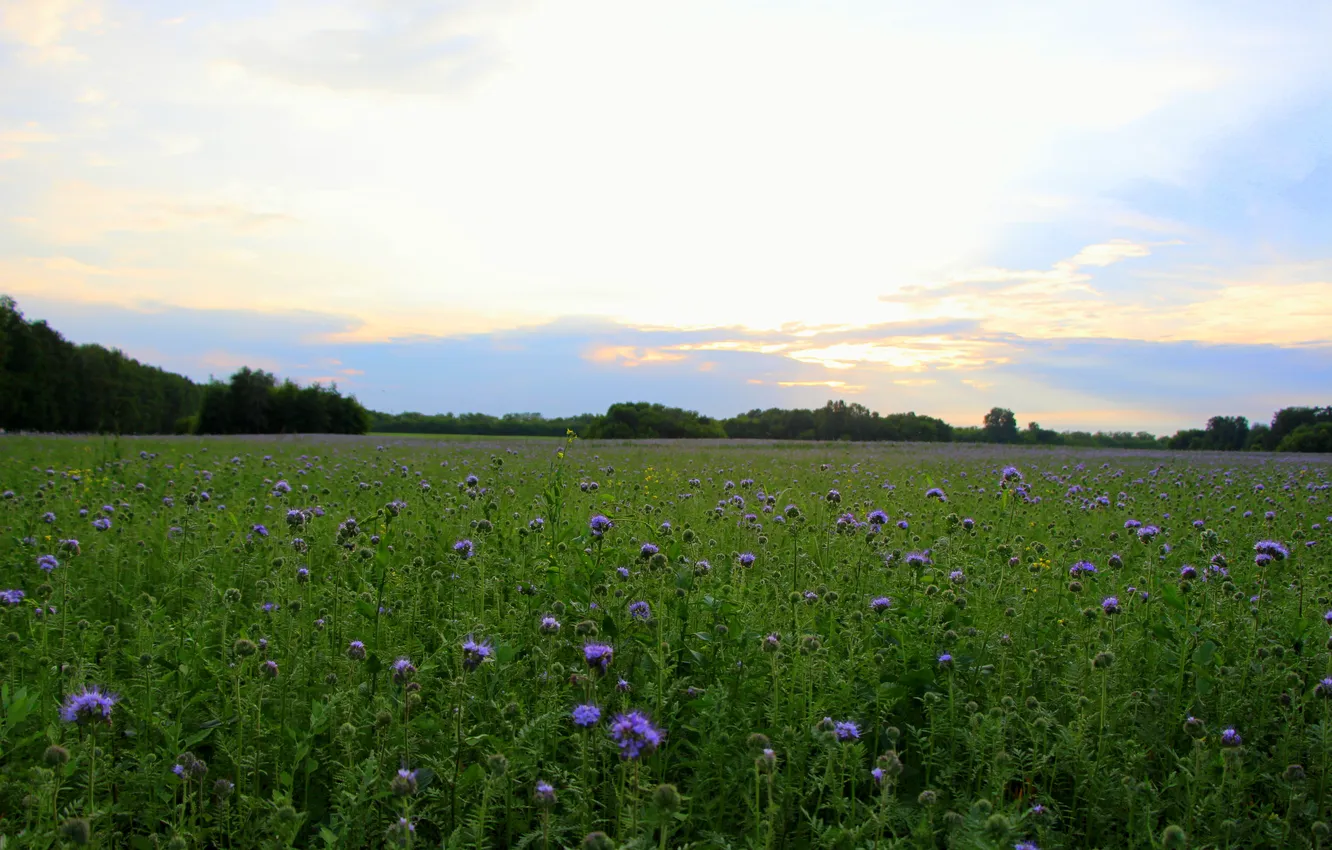 Photo wallpaper sunset, Field, the sky., blue flowers