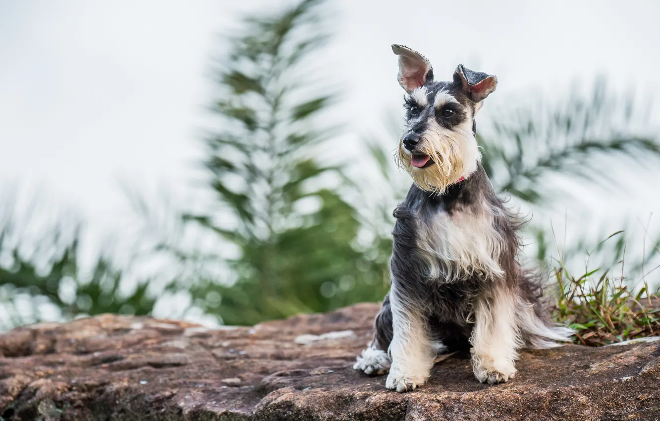 Photo wallpaper look, each, dog