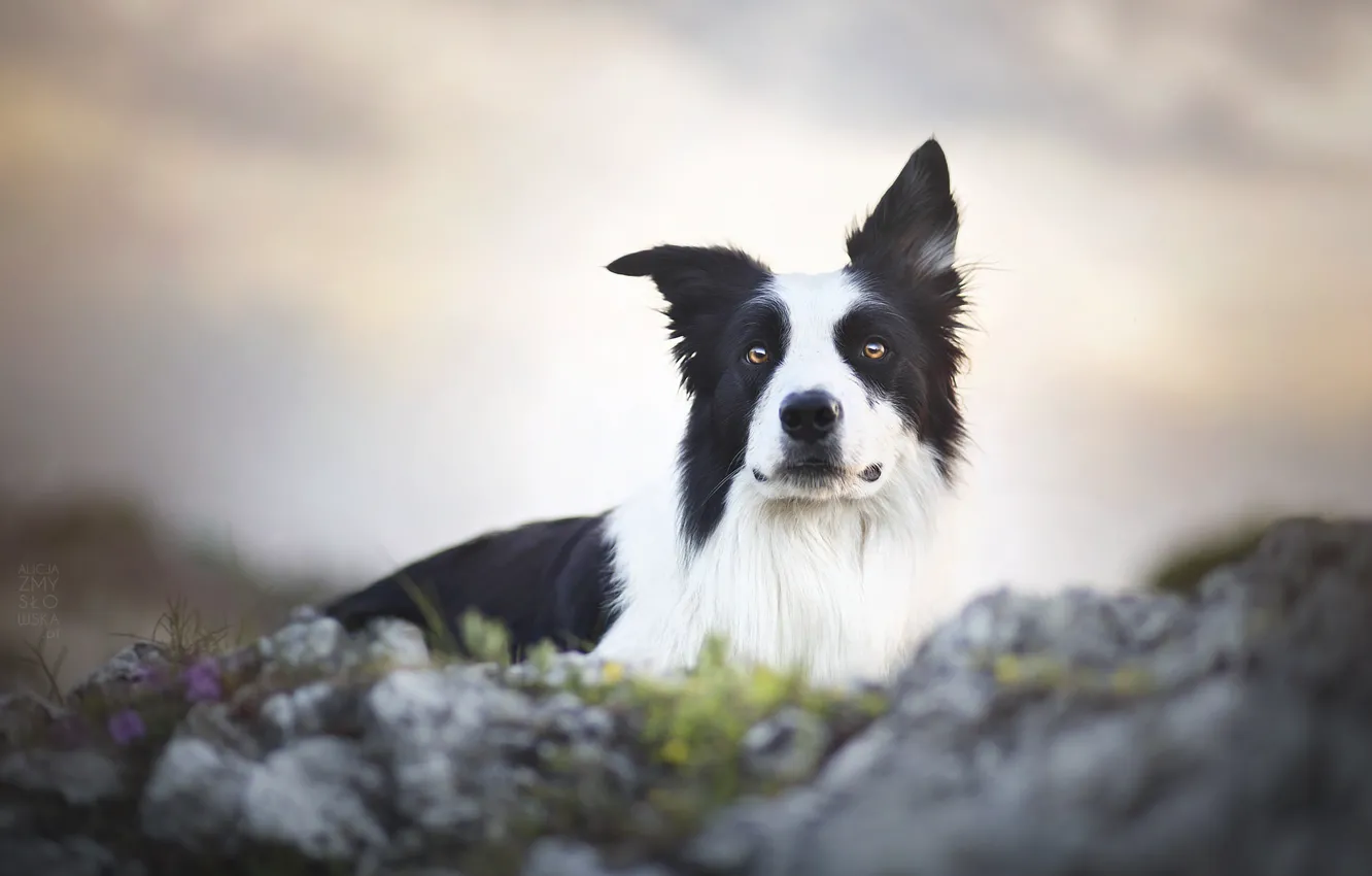 Photo wallpaper each, dog, Border Collie, the border collie