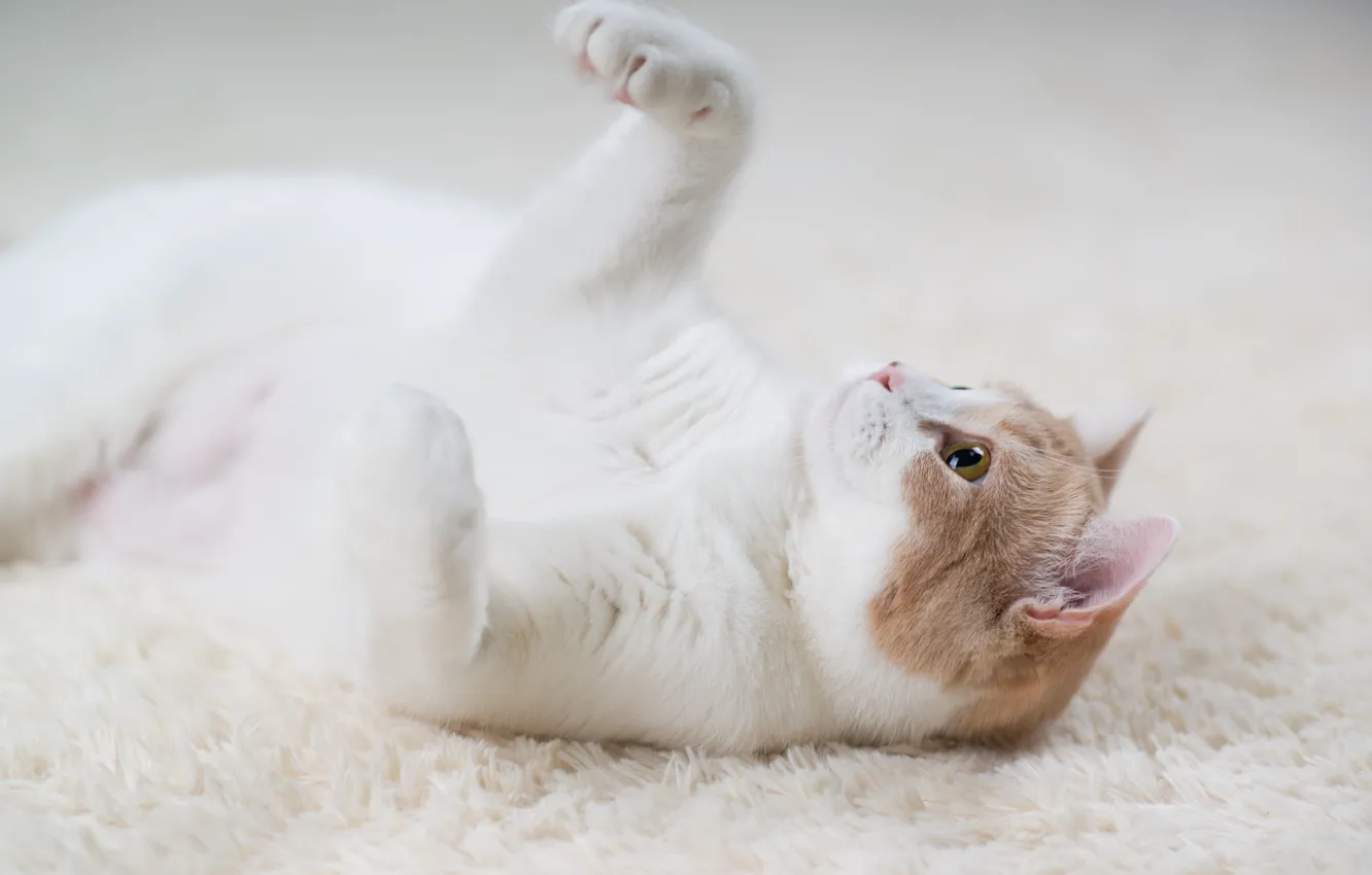 Photo wallpaper cat, carpet, the game, paws, Ben Torode, Hannah