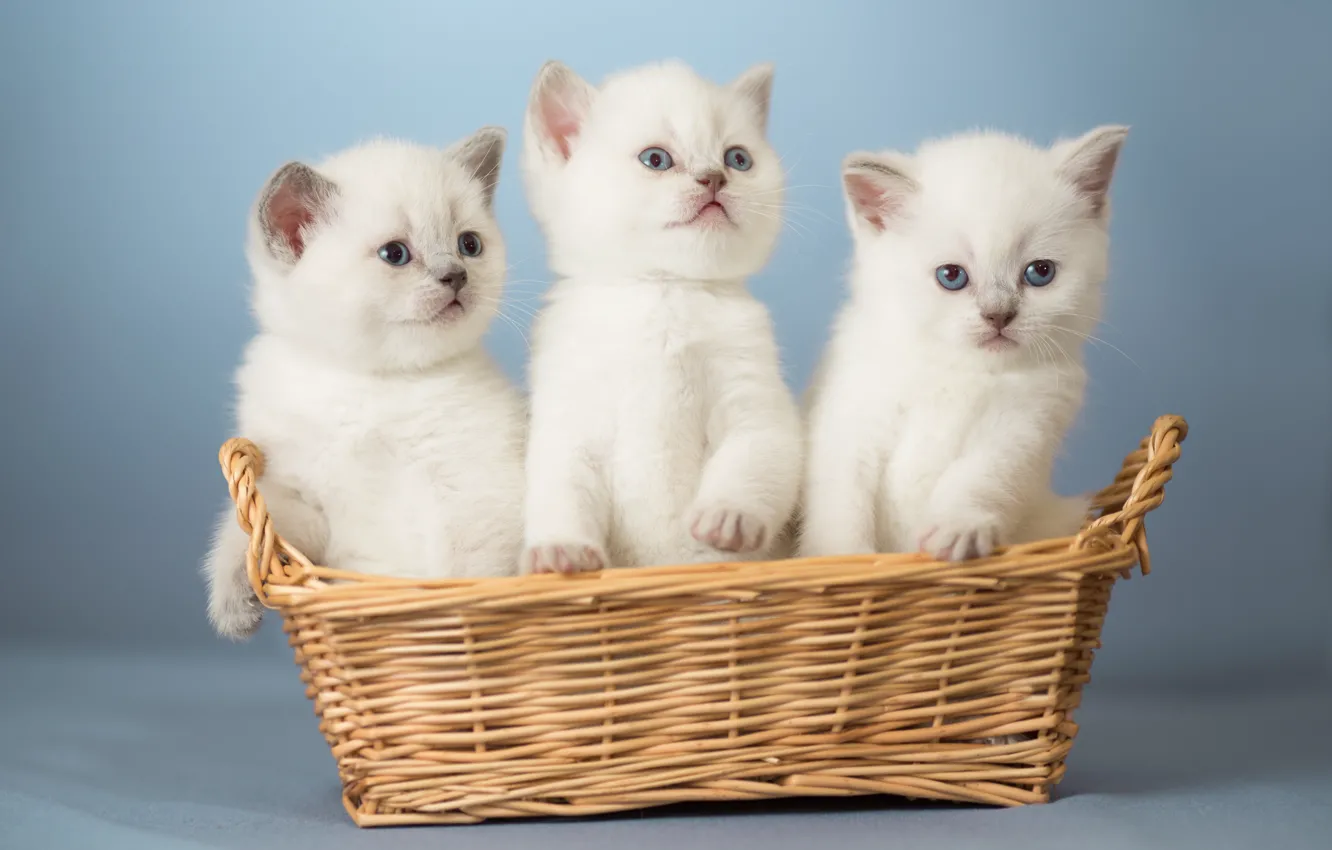 Photo wallpaper basket, kittens, kids, trio, Trinity
