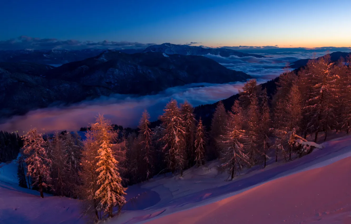Photo wallpaper forest, snow, mountains, night, tree, Magic forest