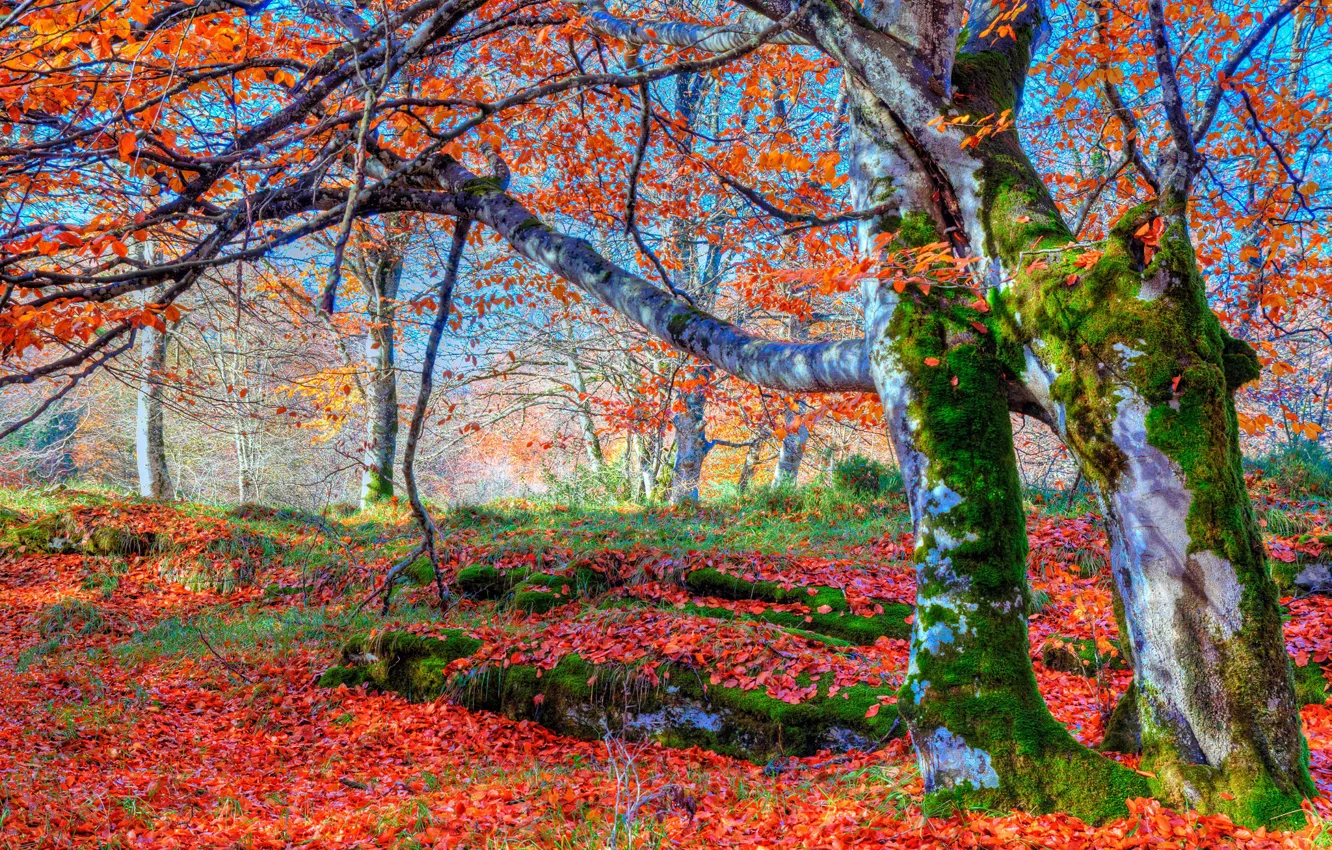 Photo wallpaper autumn, forest, leaves, trees, moss, slope