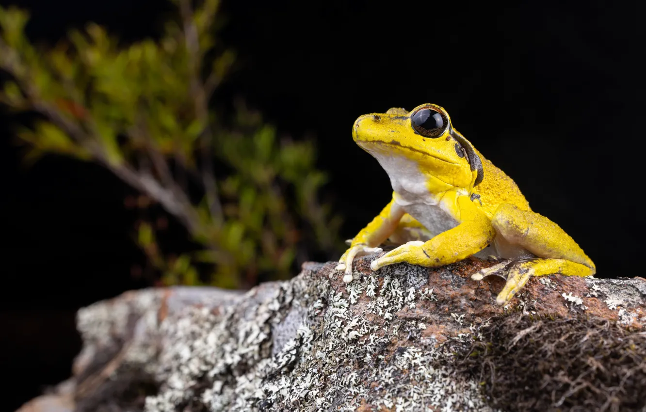 Photo wallpaper macro, yellow, background, frog