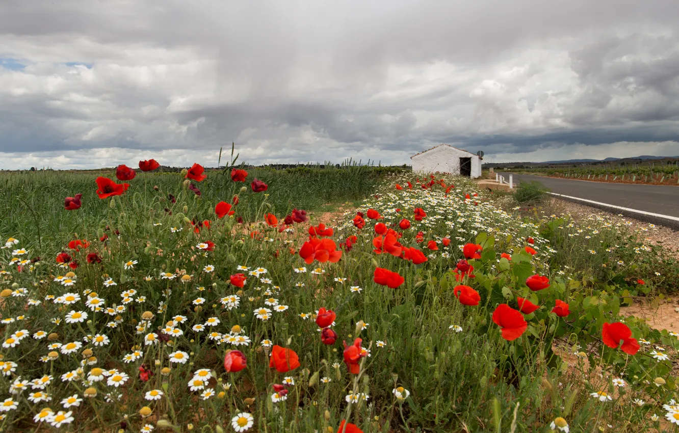 Photo wallpaper road, field, summer, the sky, flowers, red, clouds, overcast