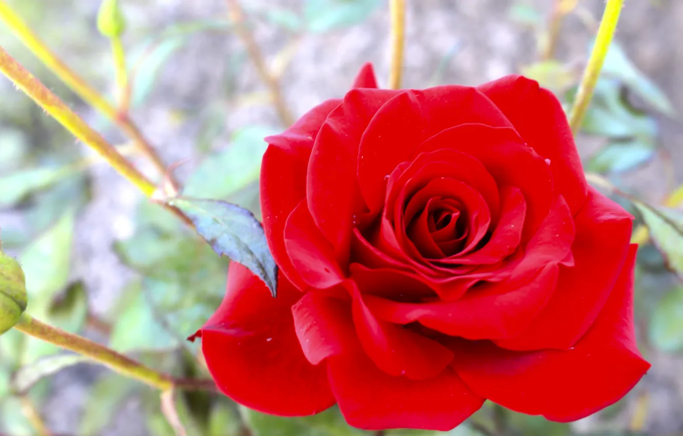 Photo wallpaper macro, photo, red rose