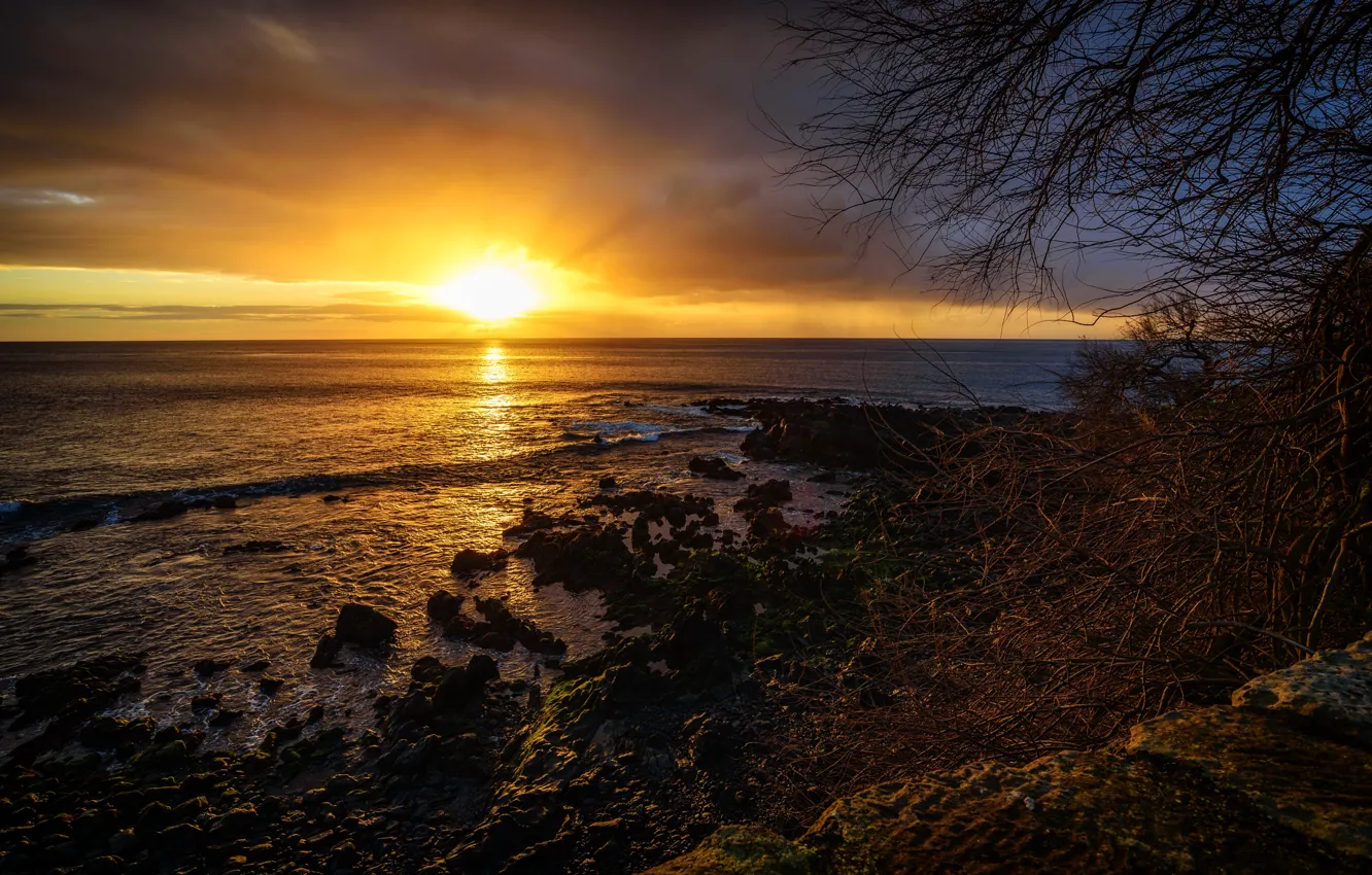 Photo wallpaper sea, the sky, clouds, sunset, branches, stones, coast, horizon