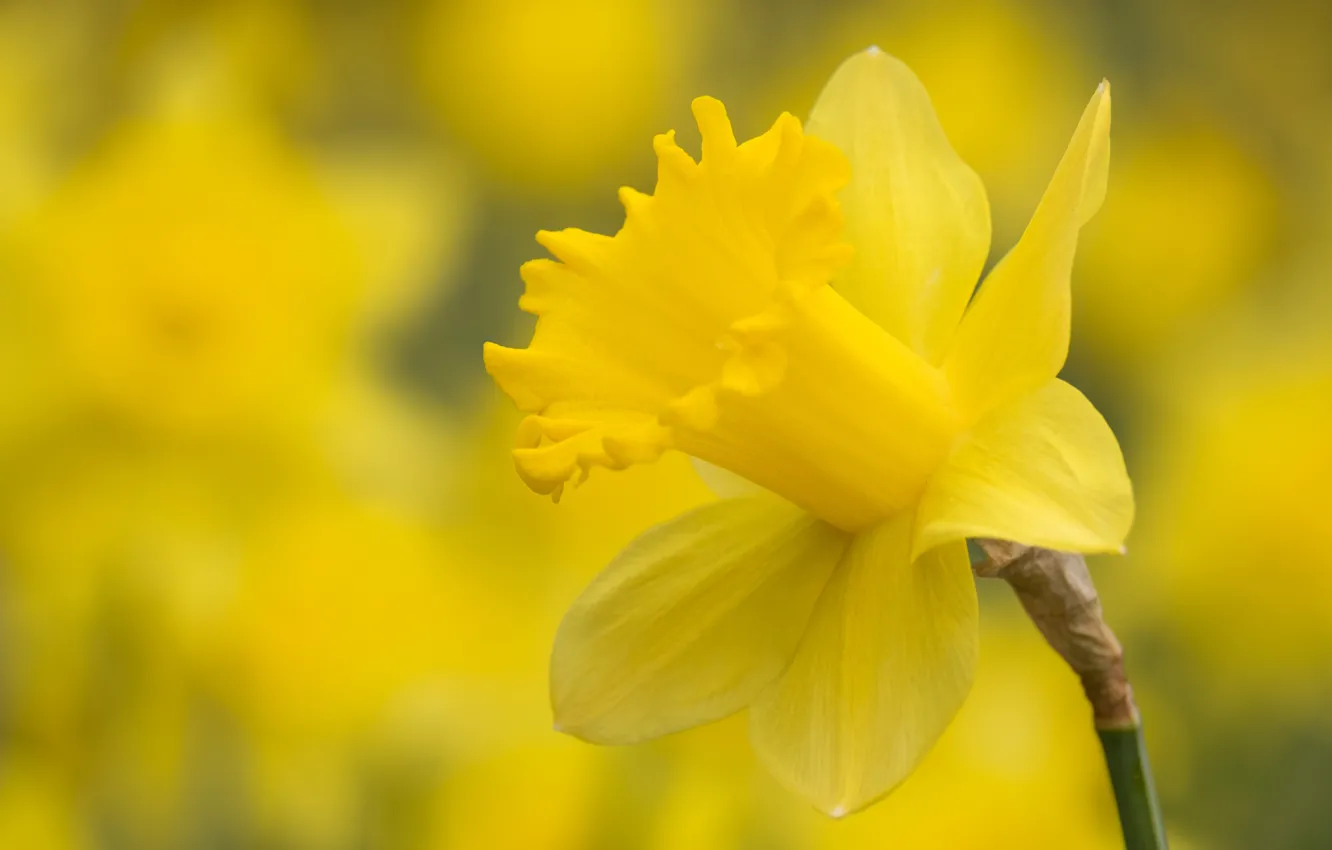Photo wallpaper macro, yellow, background, petals, daffodils
