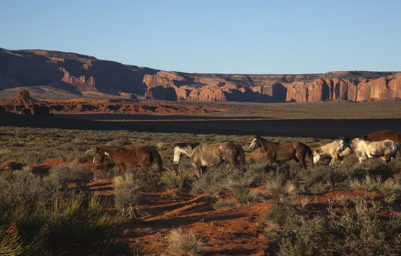 Photo wallpaper desert, horse, photographer, canyon, pony, AZ, North America, usa