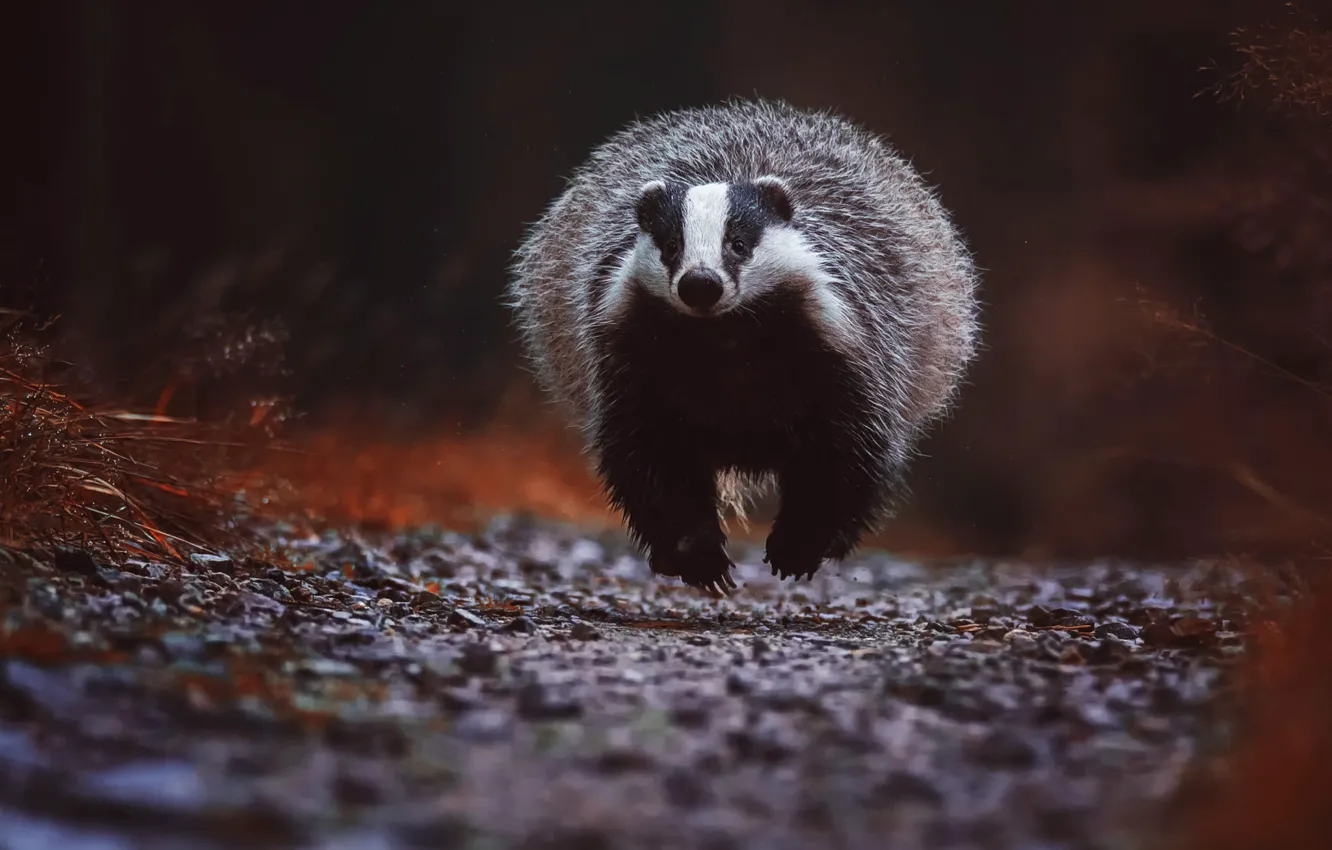 Photo wallpaper autumn, forest, grass, look, balls, pose, background, paws