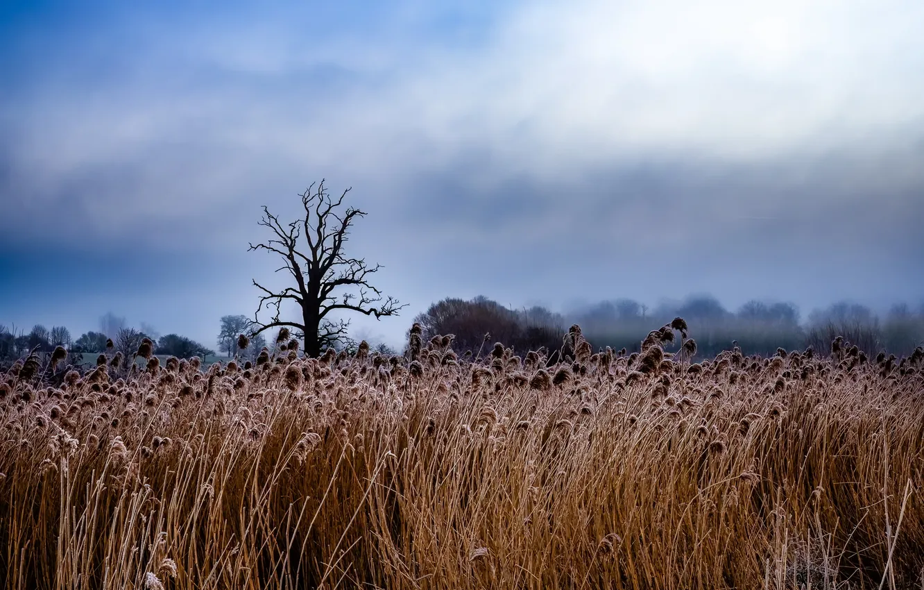 Photo wallpaper field, trees, nature