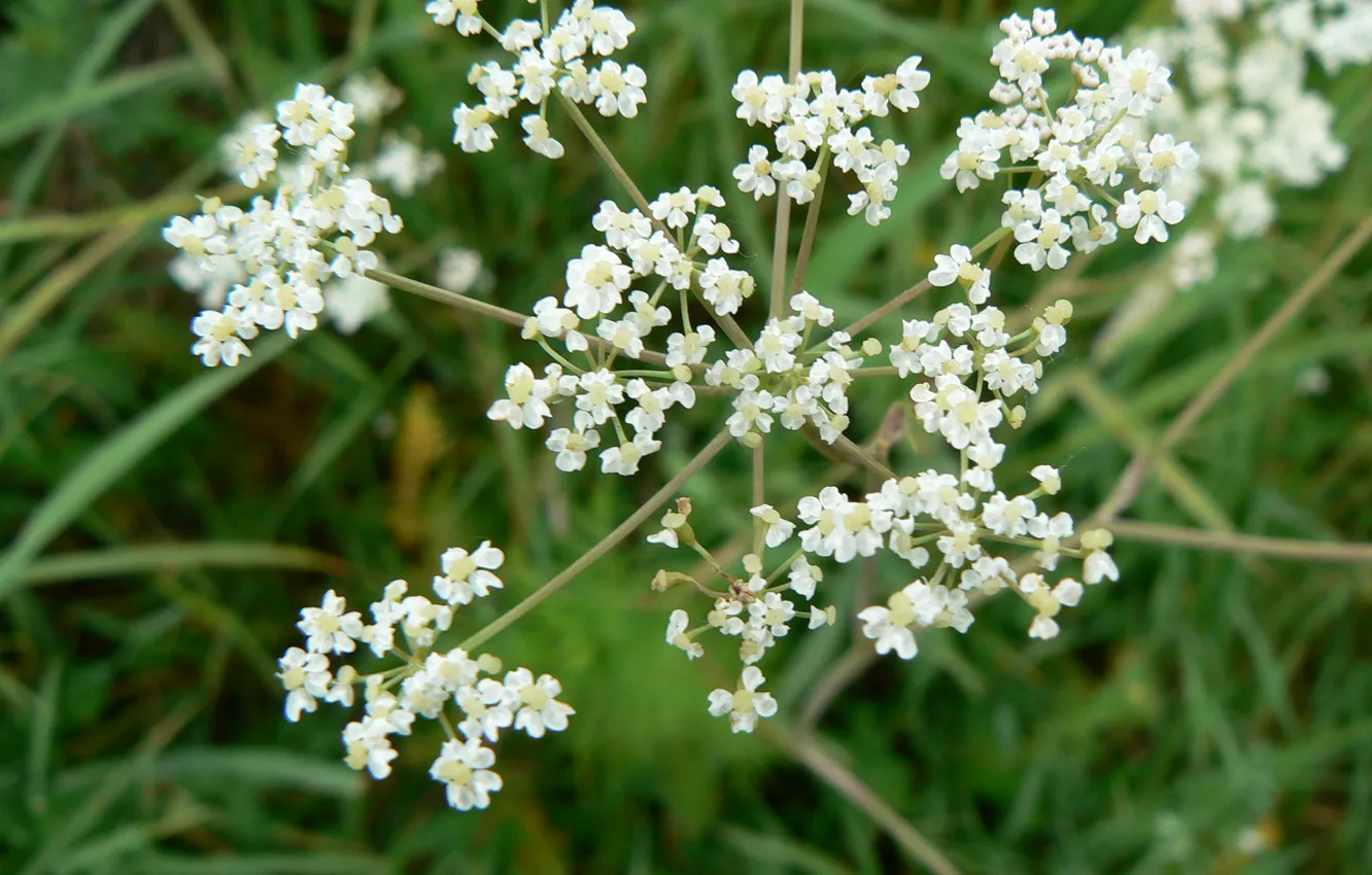 Photo wallpaper macro, flowers, nature, my photo