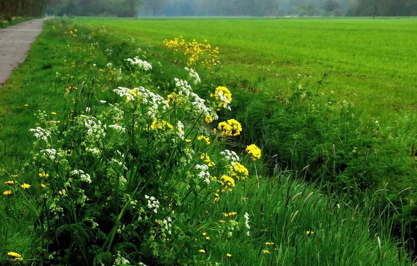 Photo wallpaper greens, field, grass, flowers, nature, spring, track, flowers