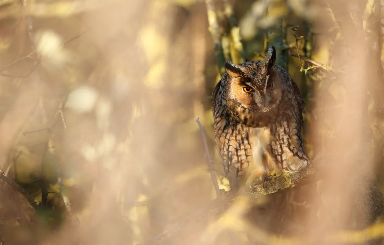 Photo wallpaper forest, look, light, trees, branches, glare, owl, bird