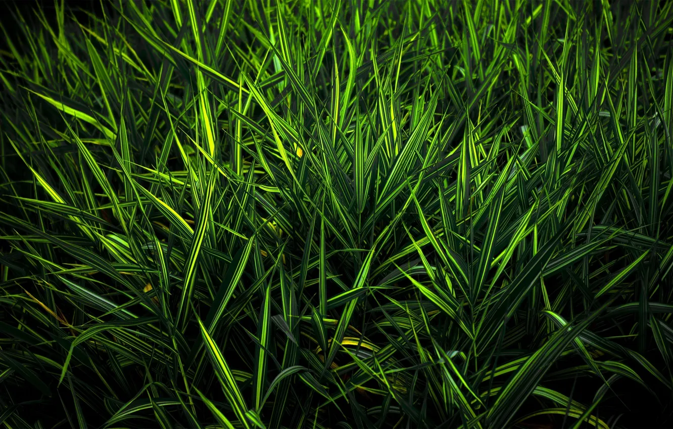 Photo wallpaper greens, grass, color